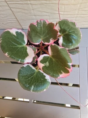 Saxifraga Stolonifera 'Tricolor', 3.5'', Variegated Strawberry Begonia, Plant - Image 1 of 4