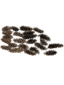 23 Small/Medium Sized Pine Cones Natural Indiana - Picture 1 of 13