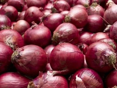 Onion Seeds, Red Burgundy Onion Seeds,"COOL BEANS N SPROUTS" Brand. Heirloom. N