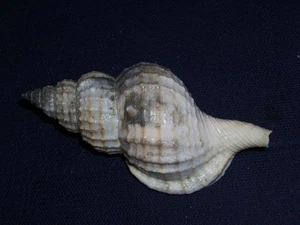 FUSITRITON GALEA UNIQUE PATTERN, BIG - Picture 1 of 2