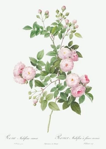 Flesh-Pink Multiflora Rose Les Roses by Pierre Joseph Redouté Print Repro - Picture 1 of 2