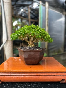 Real Picture Bonsai Premna Mame | Premna Microphylla | Bonsai Premna | Bonsai - Picture 1 of 2