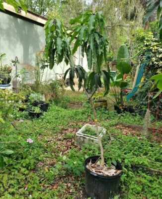 Mango Tree - Image 1 of 3