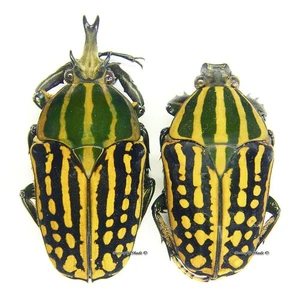Unmounted beetle/Cetoniidae - Chelorrhina savagei, PAIR 11 - Imagen 1 de 1