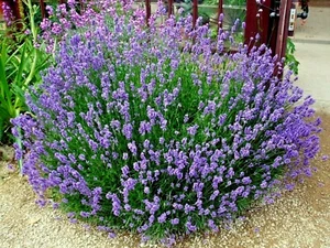 301+TRUE ENGLISH LAVENDER Seed Organic Herb Oils Fragrance Fresh Dried Repellent - Picture 1 of 12