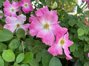 Floribunda Rose 'Brilliant Pink Iceberg' 3 Cuttings For Grafts QUICK FREE SHIP - Picture 1 of 4