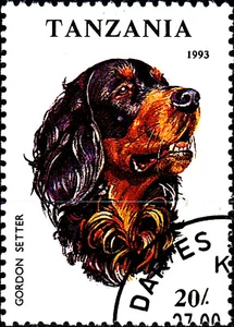 Tanzania timbrato cane animale domestico Gordon Setter Inghilterra Regno Unito Regno Unito - Foto 1 di 1
