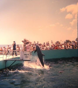 Vtg Kodachrome Pretty Lady Feeding Dolphin Marineland FL 3D Stereo Slide 1964 - Picture 1 of 3