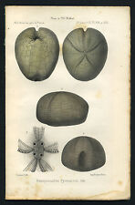 Sea Urchin Or Echinoidea Hemipneustes Pyrenaicus. engraving Original 1875