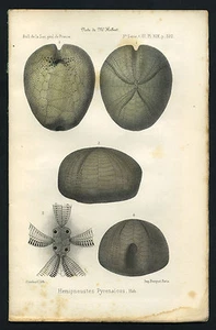 OURSIN ou ECHINOIDEA Hemipneustes pyrenaicus. Gravure originale 1875 - Imagen 1 de 1