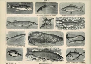 Tafel KARPFEN / HECHT / KABELJAU / HERING / LACHS / AAL Original-Holzstich 1887 - Imagen 1 de 1