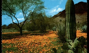 AK Wüstenmohn & Saguaro Kaktus, Phönix, AZ - Bild 1 von 2