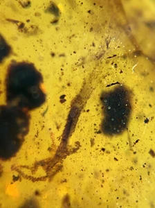Lizard leg Burmite Natural Myanmar Insect Amber Fossil - Picture 1 of 5