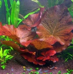 Dwarf Water Lily Nymphaea Stellata Rubra Live Aquarium Plant B2G1 - Picture 1 of 12
