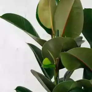 Rubber Plants (Ficus Elastica) 90cm - Picture 1 of 1