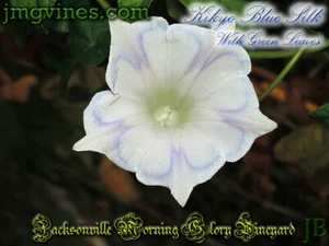 Kikyo Blue Silk with Solid Green Leaves Japanese Morning Glory 6 Qty - Picture 1 of 6
