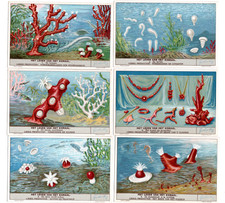 LIEBIG   S. 1411 ,  F .1391  ' THE LIFE OF CORAL '    G/COND  FRENCH or DUTCH