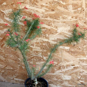 D4586 EUPHORBIA GOTTLEBEI maceta 18-H62-W47 cm MaMa Cactus - Imagen 1 de 4