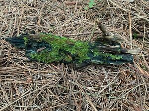 Moss, live mossy stick with rare blue decomposing color, Apprx 12x3x3 inches