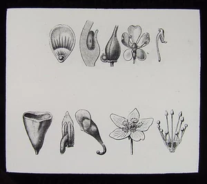 Linterna Mágica de Vidrio Diapositiva PLANTA POLINIZACIÓN Nº31 C1900 DIBUJO - Imagen 1 de 2