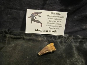 Dinosaur Bone Mosasaur Tooth Morocco, North Africa With Display Card MT B - Picture 1 of 8