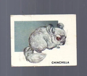 Animals of the World Card # 113 - TOPPS (1951) Chinchilla - Picture 1 of 2