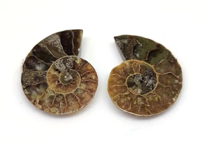 Natural Awesome Ammonite Fossil Pair Cabochon For Jewelry Making Gemstone 30Cts. - Picture 1 of 2