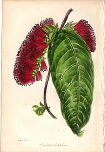 Paxton 1843 Antique hand-colored botanical print: Combretum latifolium, flower - Picture 1 of 2
