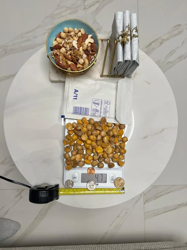 elephant garlic plant 100 large seeds - Image 1 of 4