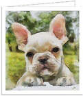 French Bulldog Bouvier - Set of Six  Blank Notecards  -  -