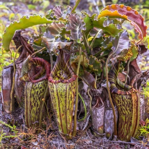 NEPENTHES MAXIMA 5 graines + CADEAU GRATUIT - Bild 1 von 1