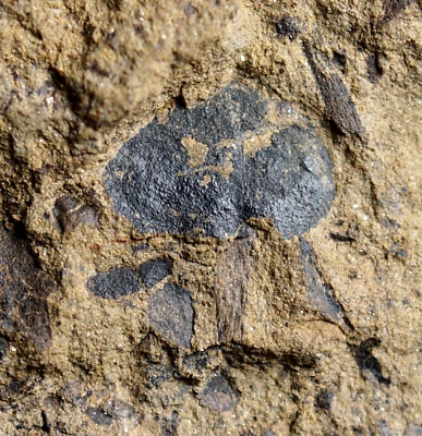 Museum quality Cooksonia with huge sporangium Silurian oldest know land plant ! - Image 1 of 4