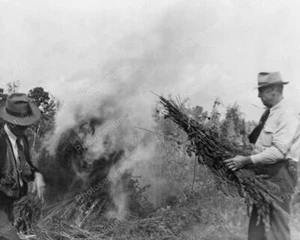 Zwei Männer verbrennen Marihuana Topfpflanzen 40er Jahre 8x10 Nachdruck eines alten Fotos - Bild 1 von 1