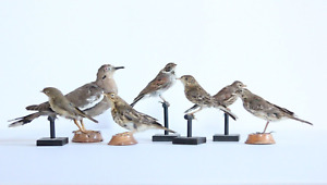Taxidermy-hunting-chasse-präparat- Various Birds (7) with permit