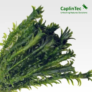 10 x Elodea Densa Oxygenating Pond Water Aquarium Live Plants. Non Weighted. - Picture 1 of 1