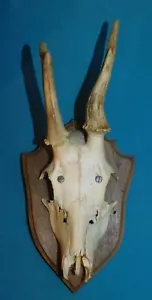 ANCIEN TROPHEE DE CHASSE FRANCE . CORNE DE CHEVREUIL . BOIS 12 cm 3 CORS . n°17 - Imagen 1 de 6