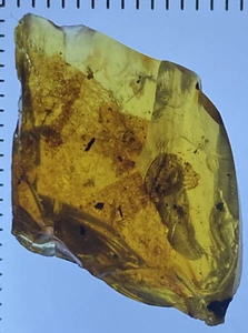 Lizard A Lot Of Skin, Pristine Inclusion In Genuine Burmite Amber Fossil, 98myo! - Picture 1 of 9
