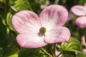 Cornus kousa 'Satomi Compact', Japanischer Blumen-Hartriegel, rosa, 60–80 cm - Bild 1 von 2