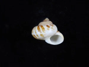 Caracol terrestre Cyclophorus tigrinus 21,3 mm ID#8957 - Imagen 1 de 3