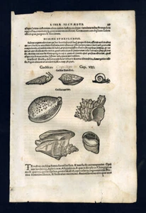 Gravure estampe illustration plante fruit COQUILLAGE LA CONCHE, PORCELAINE - Imagen 1 de 4
