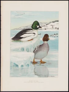 1904 Fuertes Original Antique Chromolithograph Bird Print Golden Eye Duck - Picture 1 of 1