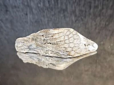 Rare Agate Coral Crystal Fossil - UK   (#2) - Image 1 of 4