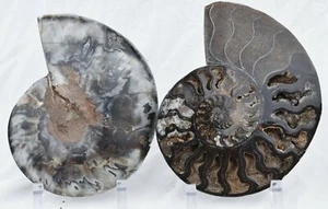 RARE 1 in 100 BLACK Ammonite Split PAIR Deep Crystals XXLARGE 7.5" 185mm 3024ou - Picture 1 of 11