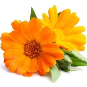 CALENDULA Fiesta Gitana Mix 50 Seeds flower garden EDIBLE spring summer MARIGOLD - Picture 1 of 2