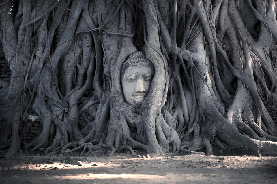 Head Buddha Statue Tree Roots Temple Great Relics Photo Art Pr Poster 18x12 - Image 1 of 1