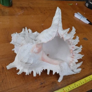 Large Natural Decorative Sea Shell / Ocean Conch Shell - 10.5in x 7in x 8.5in - Picture 1 of 5