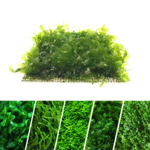 Aquarium Java Moss Wire Mesh Java Moss Pad Live Aquarium Moss - Picture 1 of 11