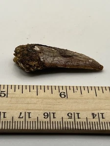 "Dinosaurio Carcharodontosaurus CARCHARODON 1,5"" también conocido como African TREX T REX SC 419" - Imagen 1 de 5