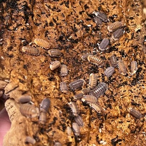 Cubaris sp. "Red Pak Chong" Isopods - Exo-Morphs - Live Arrival - Picture 1 of 6