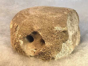 Fossil Vertebra from Shark Tooth Hill - Ernst Quarry: Bakersfield, California - Picture 1 of 5